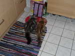 Katze Arwen und Padme 5 Monate alt in der Küche.